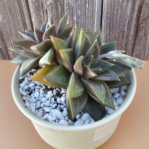 Echeveria 'Danica' pot 11cm