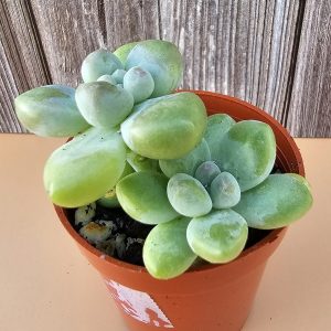 Sedum clavatum pot 5.5cm