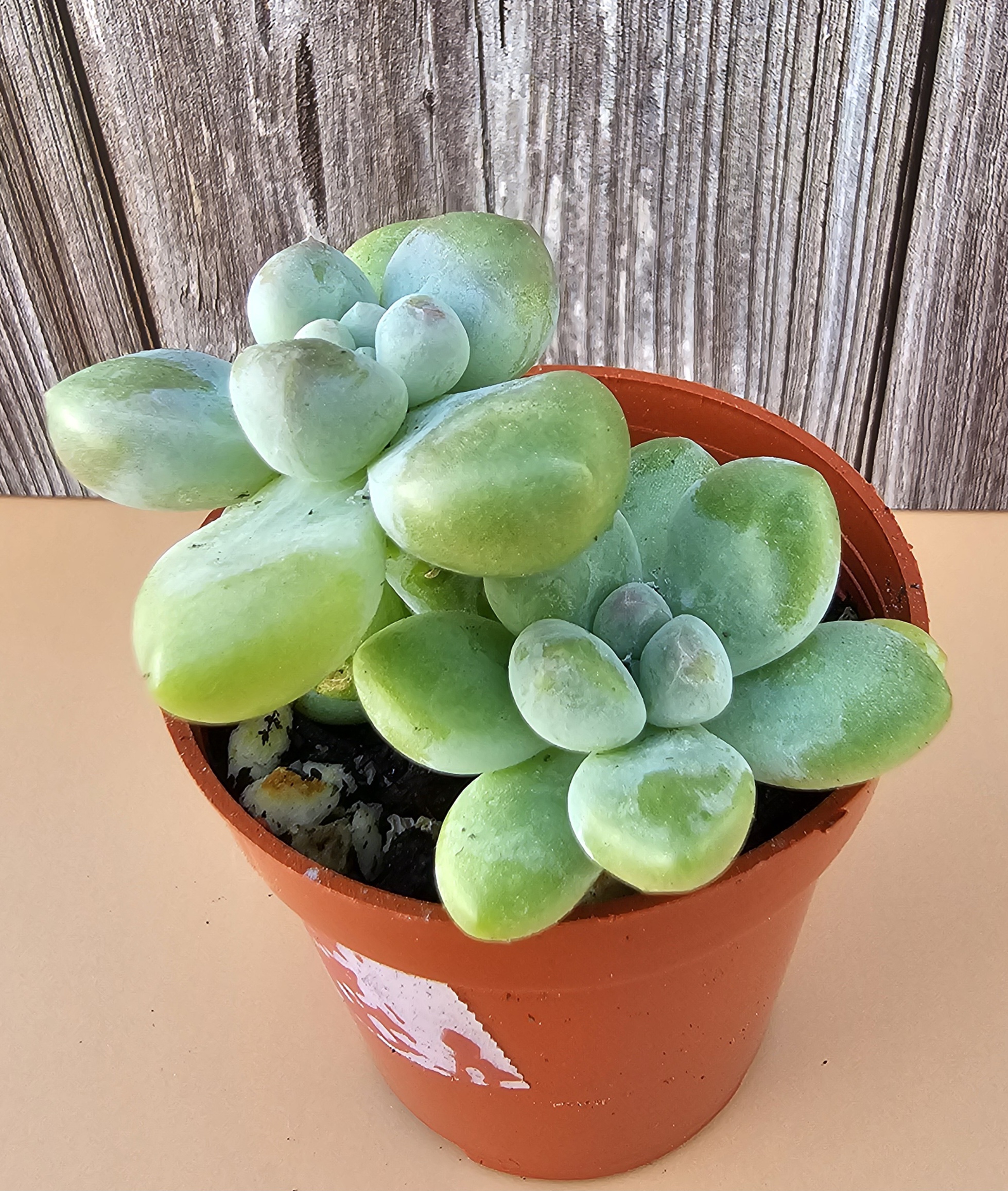 Sedum clavatum pot 5.5cm