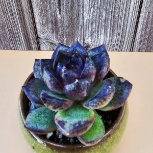 Echeveria 'Black Bear' rosette 6cm
