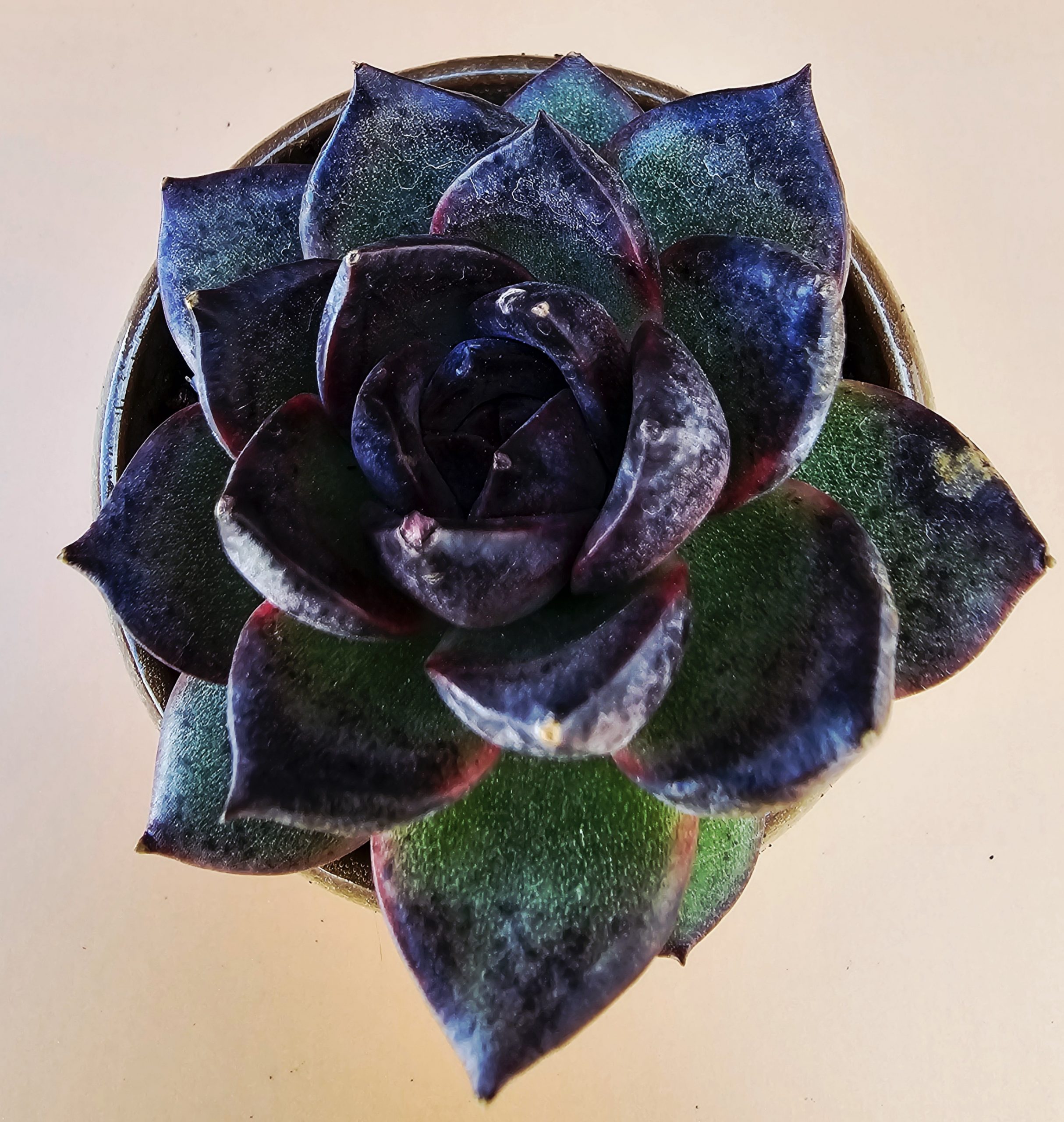 Echeveria 'Black Bear' rosette 6cm – Image 2