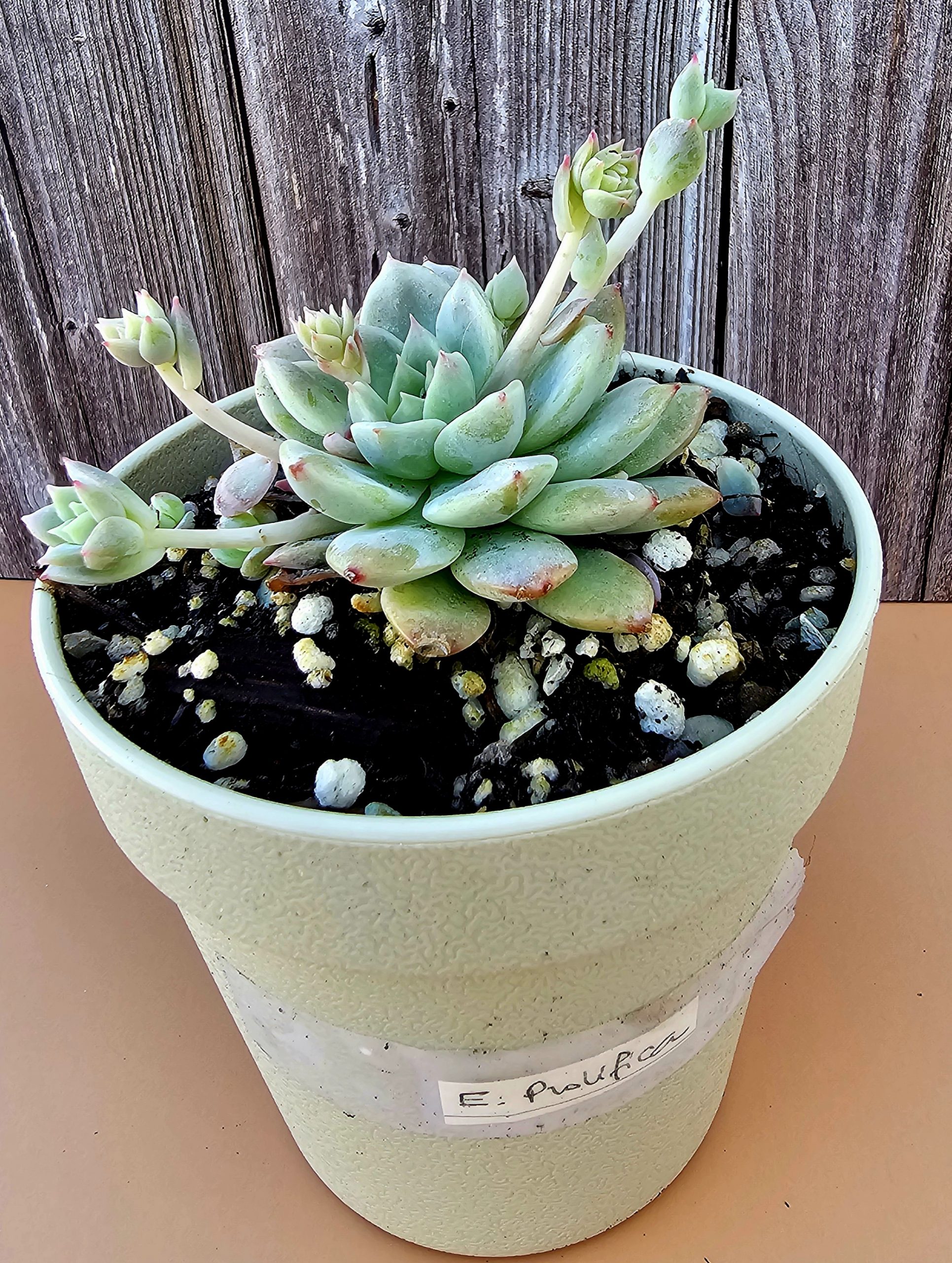 Echeveria prolifica pot 9cm