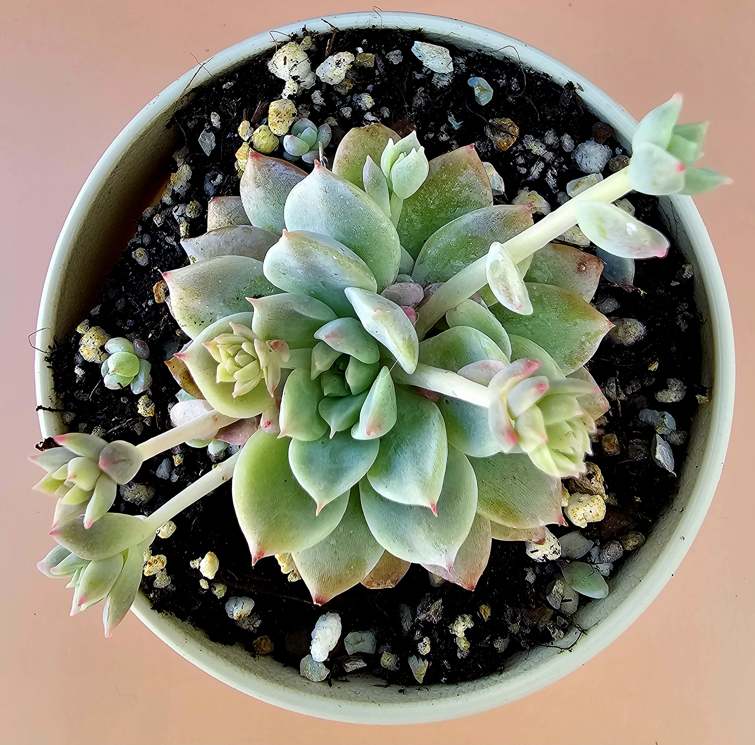 Echeveria prolifica pot 9cm – Image 2