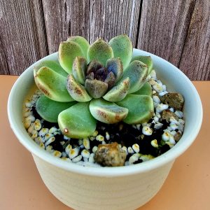 Echeveria 'Chocolate Mousse' pot 10cm