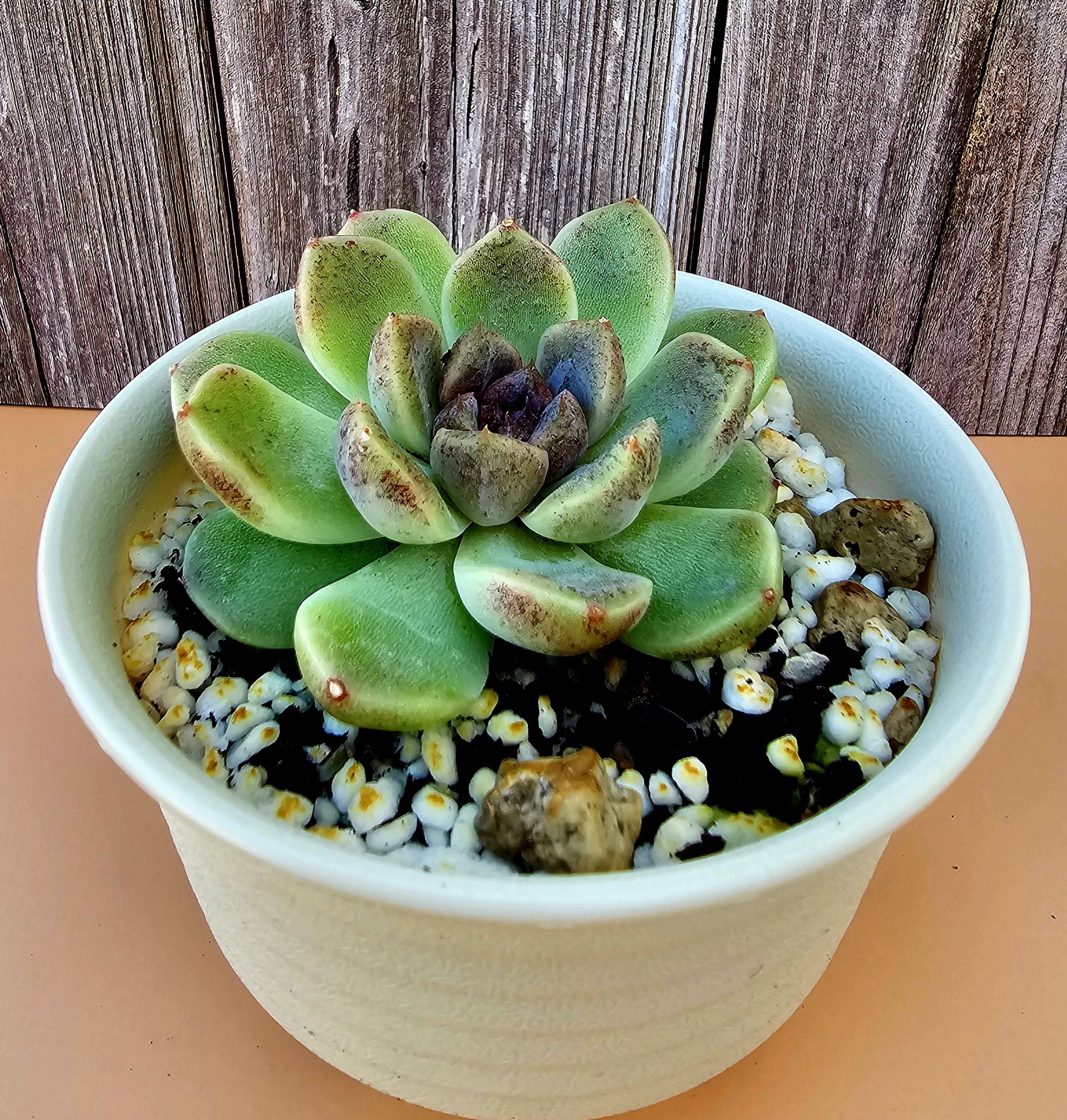 Echeveria 'Chocolate Mousse' pot 10cm