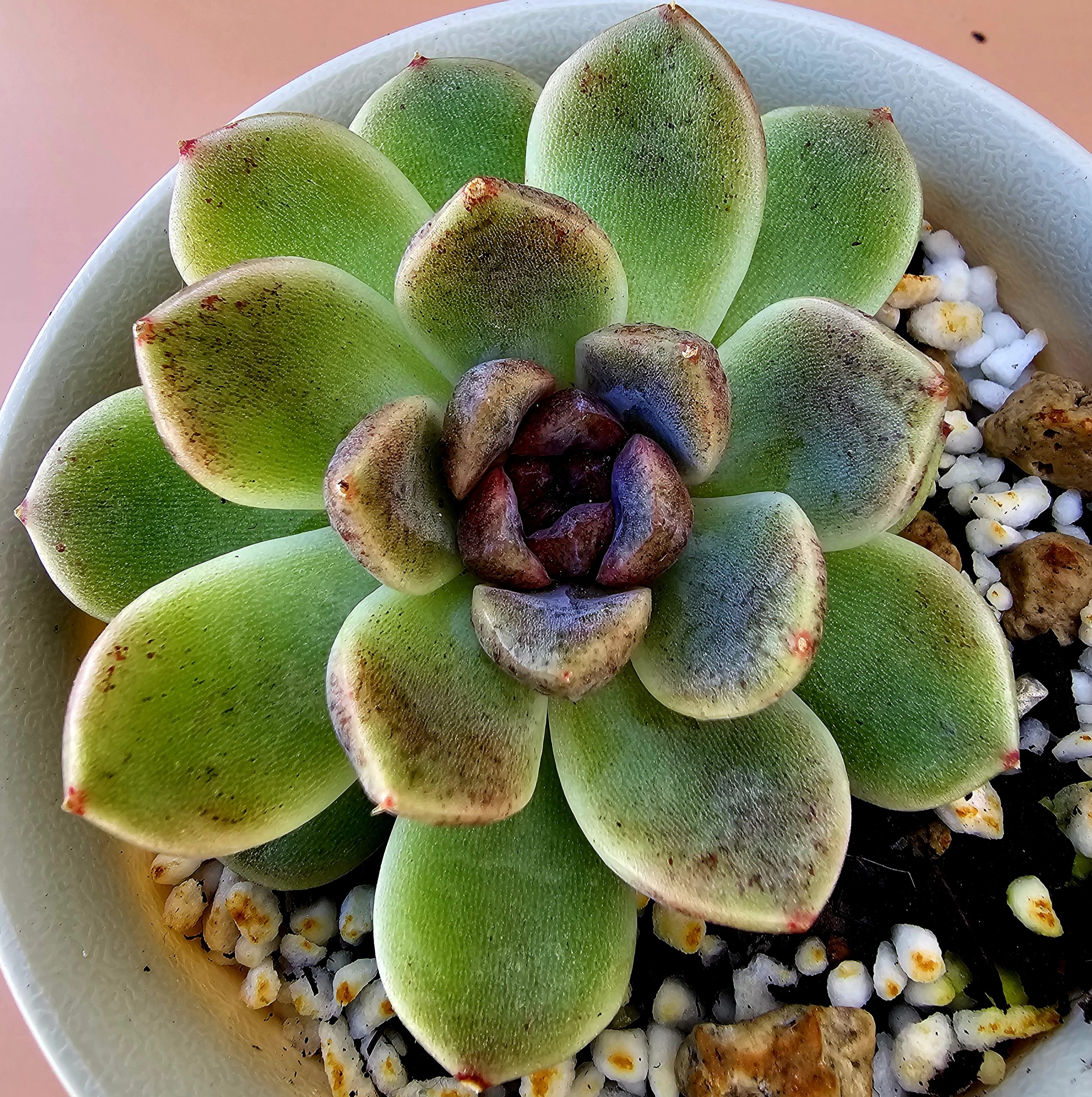 Echeveria 'Chocolate Mousse' pot 10cm – Image 2