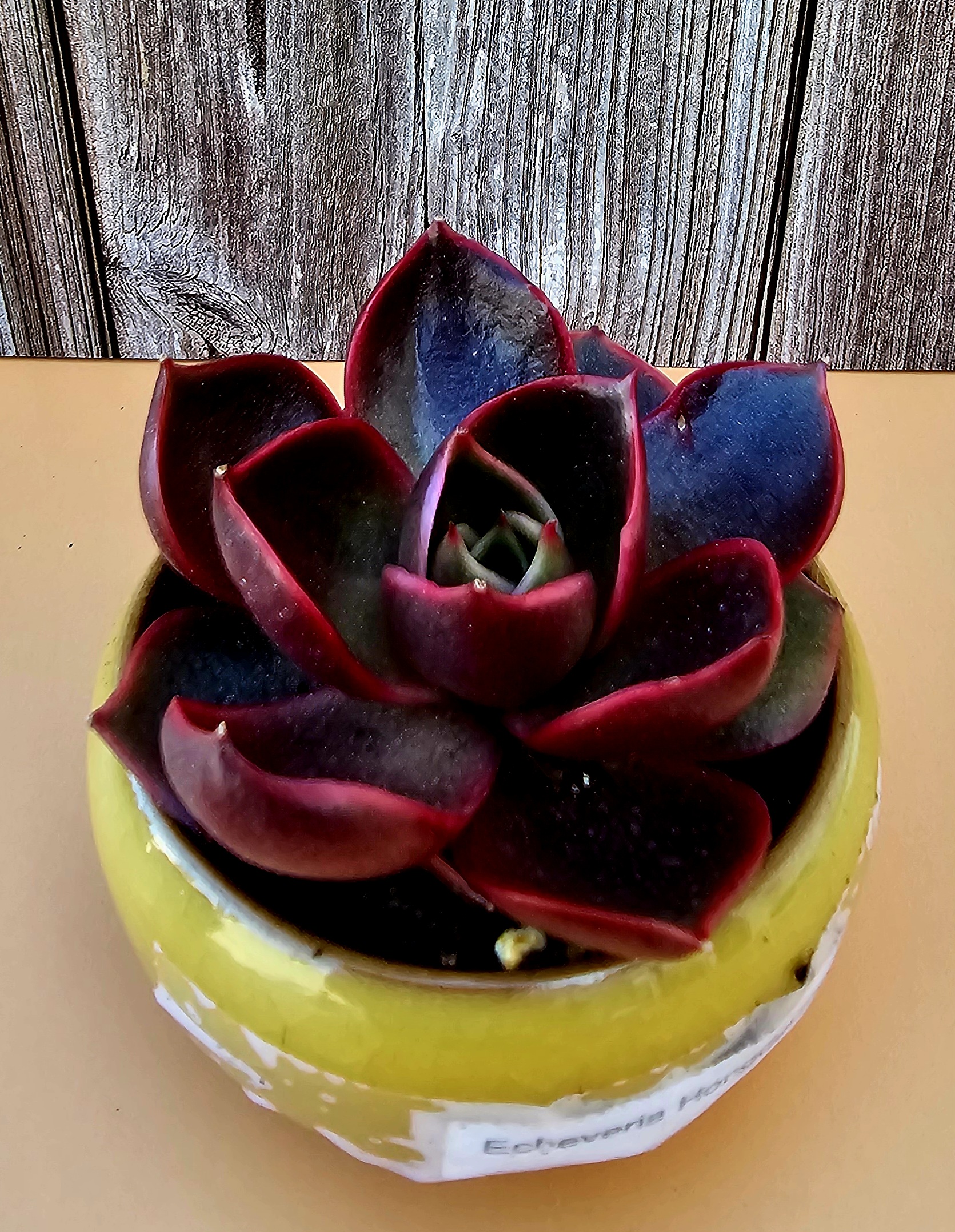 Echeveria 'Hongdeung' rosette 6,5cm