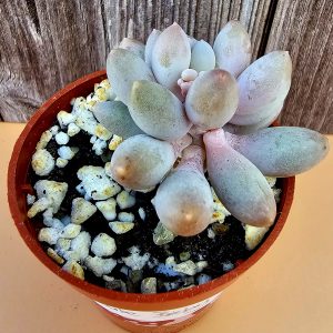 Pachyphytum 'Baby Finger' pot 5.5cm