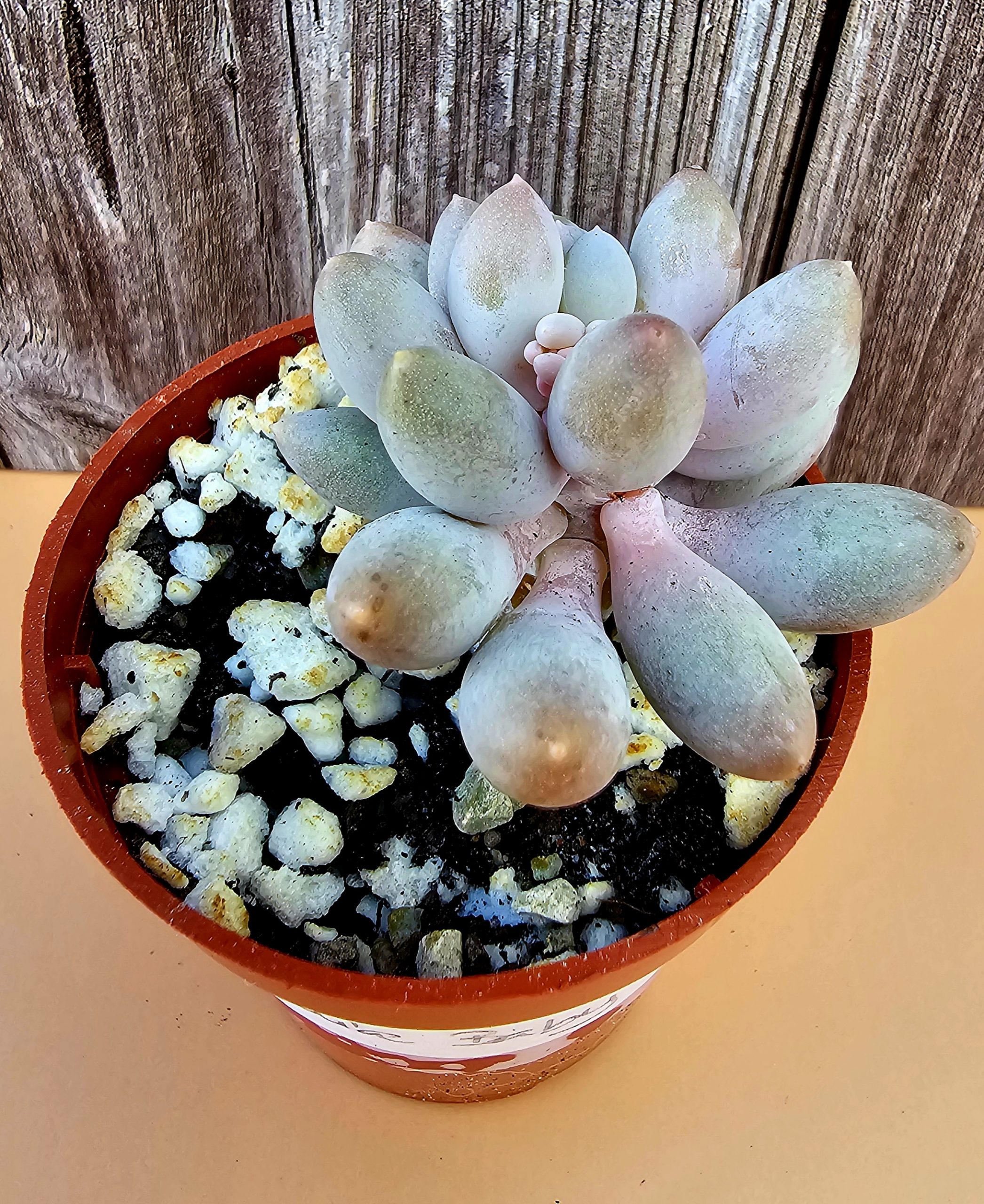 Pachyphytum 'Baby Finger' pot 5.5cm