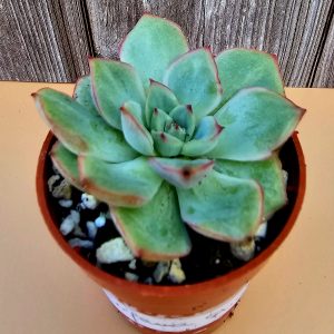 Echeveria 'California Queen' pot 5.5cm