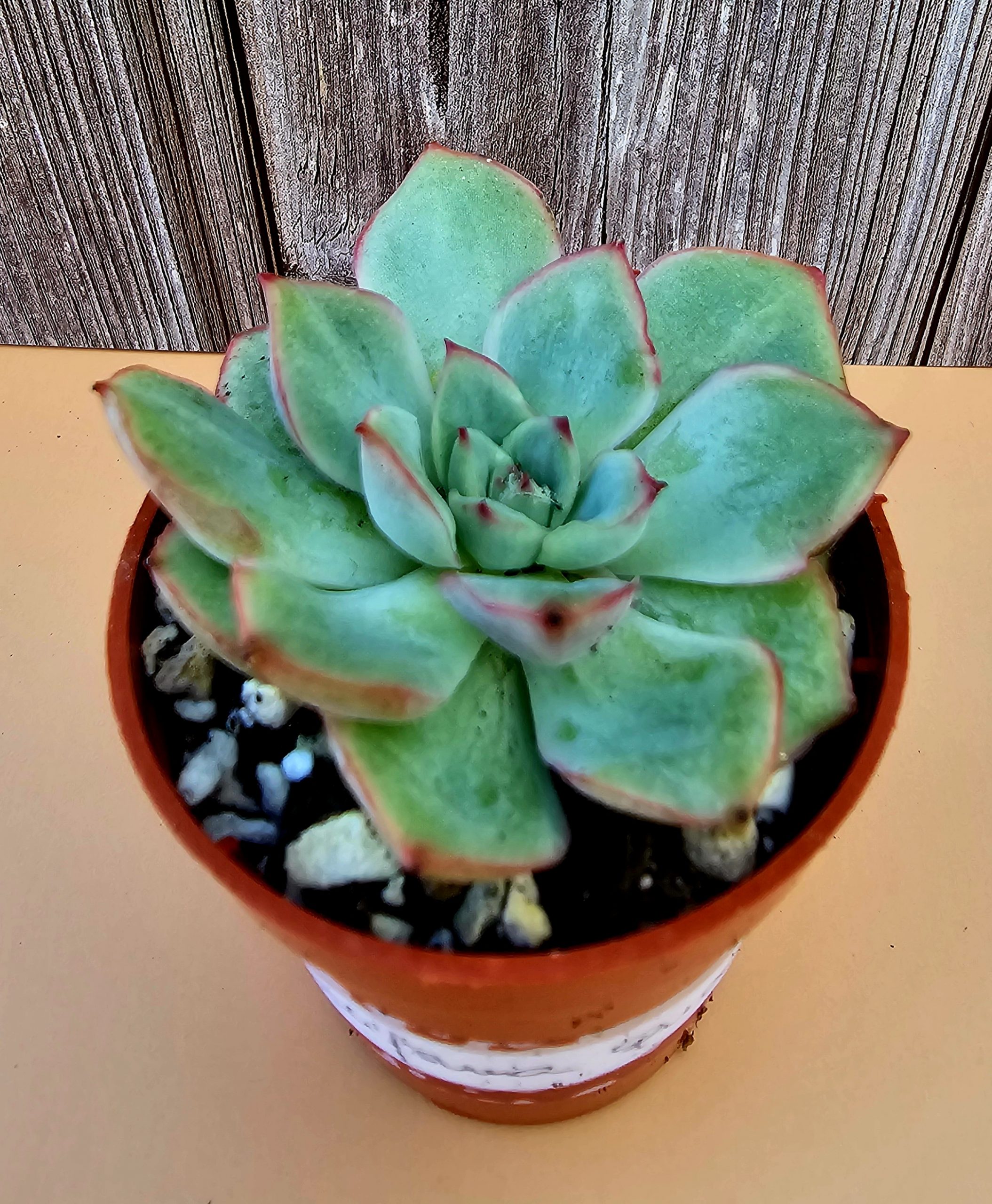 Echeveria 'California Queen' pot 5.5cm