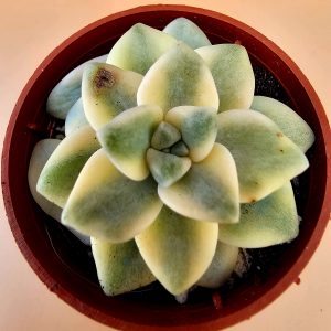Graptoveria titubans 'Variegata' pot 5.5cm