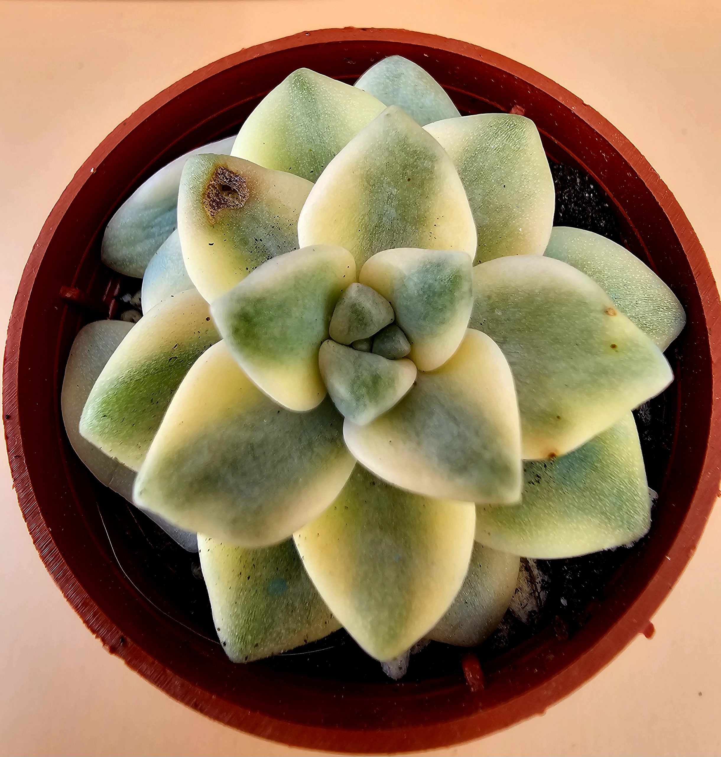Graptoveria titubans 'Variegata' pot 5.5cm