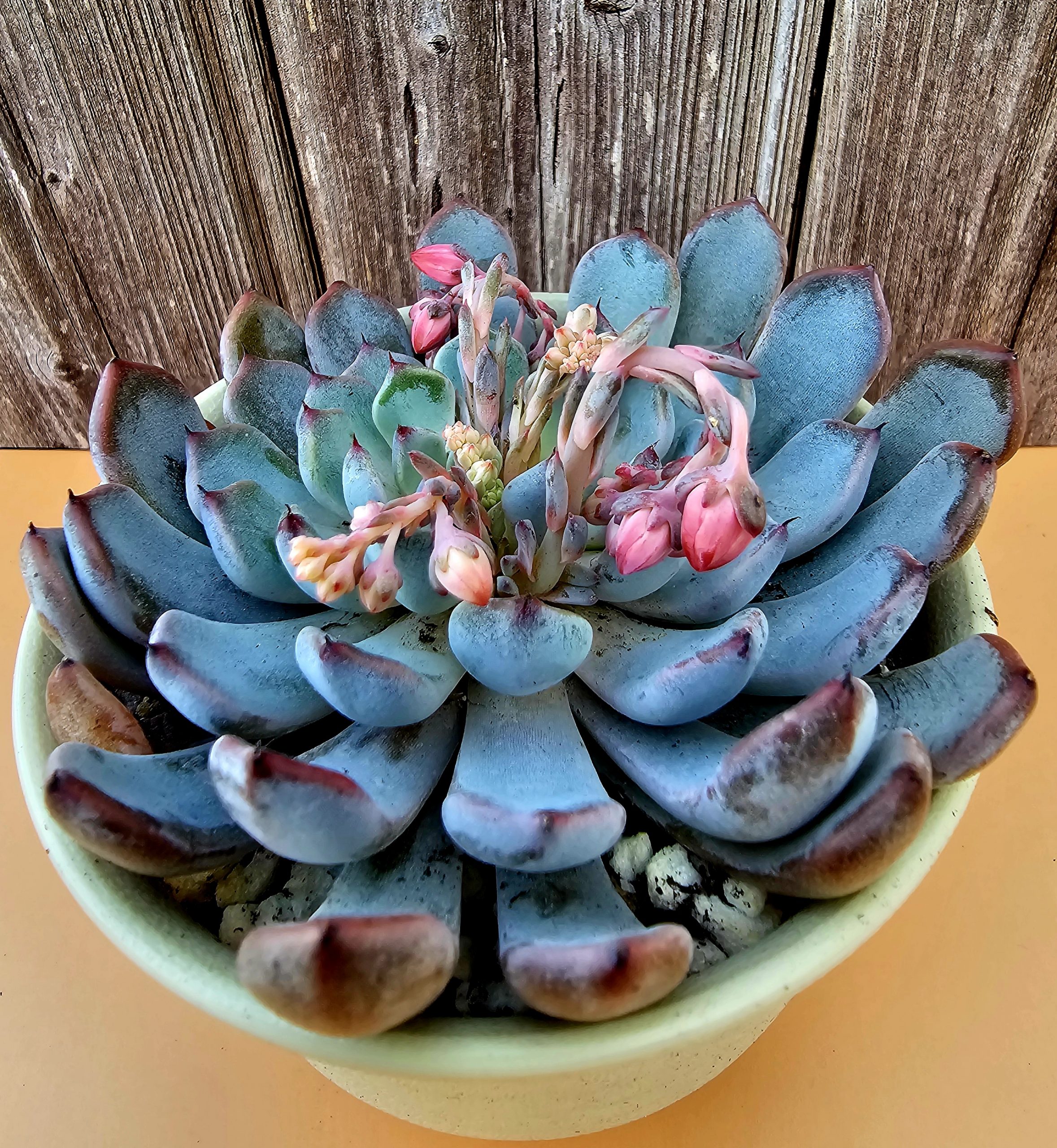 Echeveria 'Zaragoza' pot 11cm – Image 2