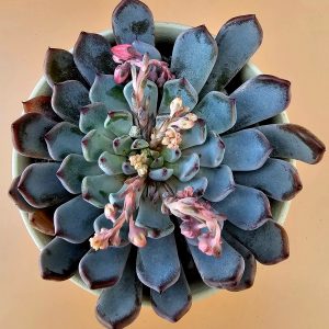 Echeveria 'Zaragoza' pot 11cm