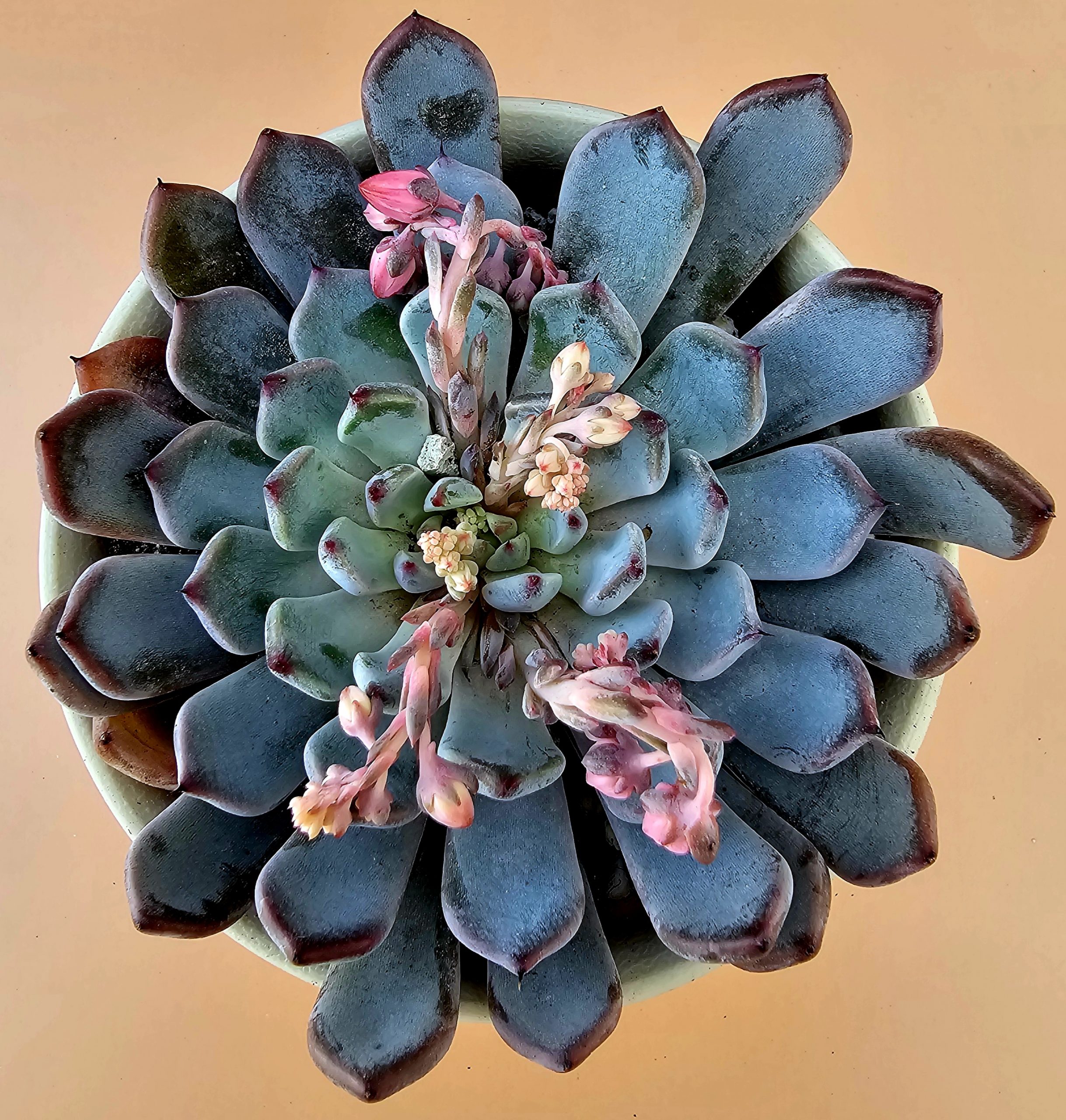 Echeveria 'Zaragoza' pot 11cm
