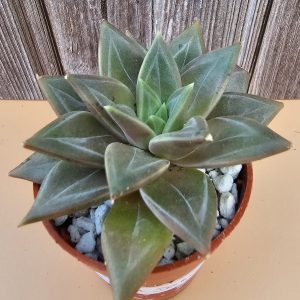 Echeveria 'Danica' pot 5.5cm