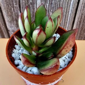 Echeveria 'Toggle' pot 5.5cm