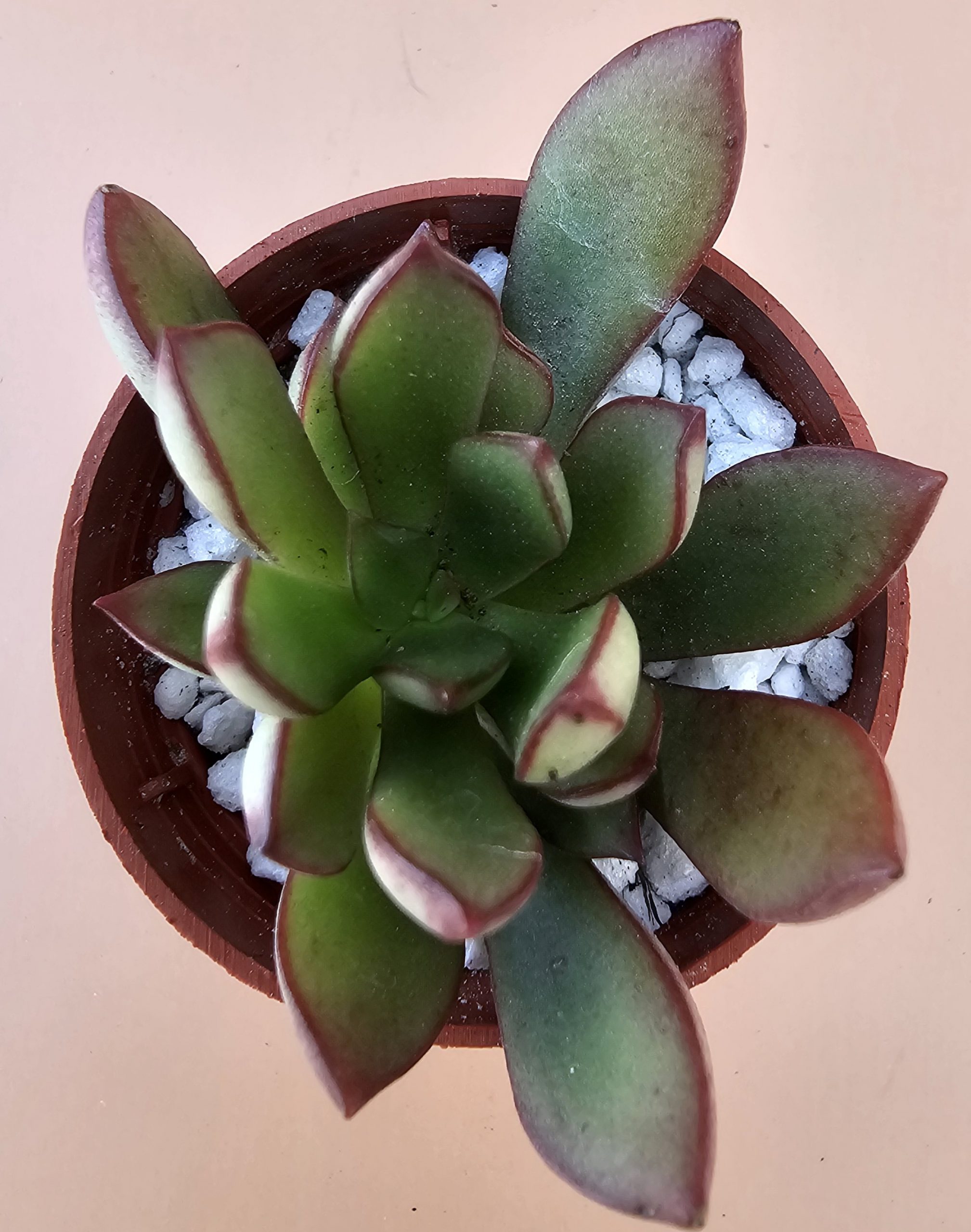 Echeveria 'Toggle' pot 5.5cm – Image 2