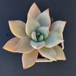 Echeveria colorata pot 6cm