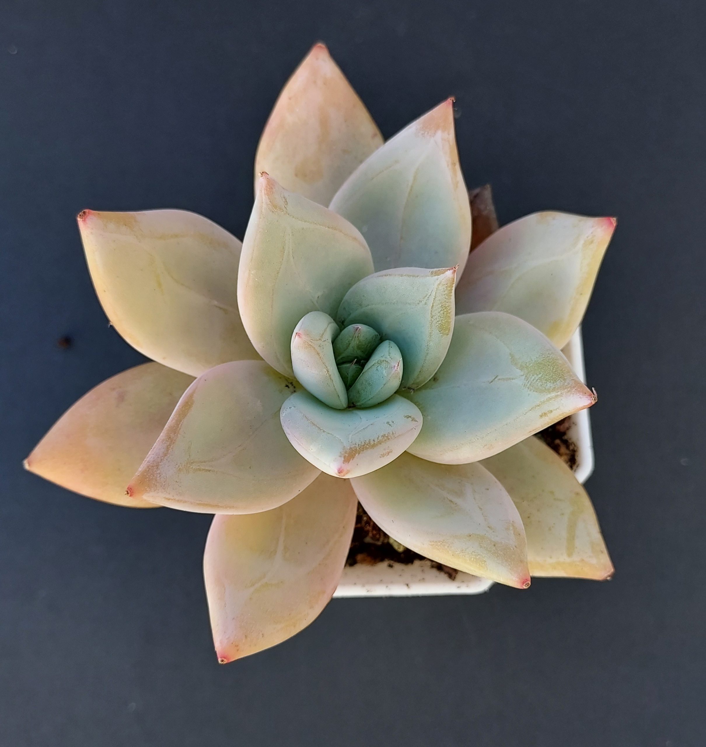 Echeveria colorata pot 6cm