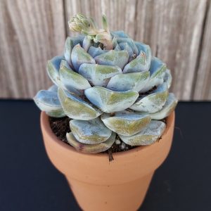 Echeveria 'Snow Bunny' rosette 6cm