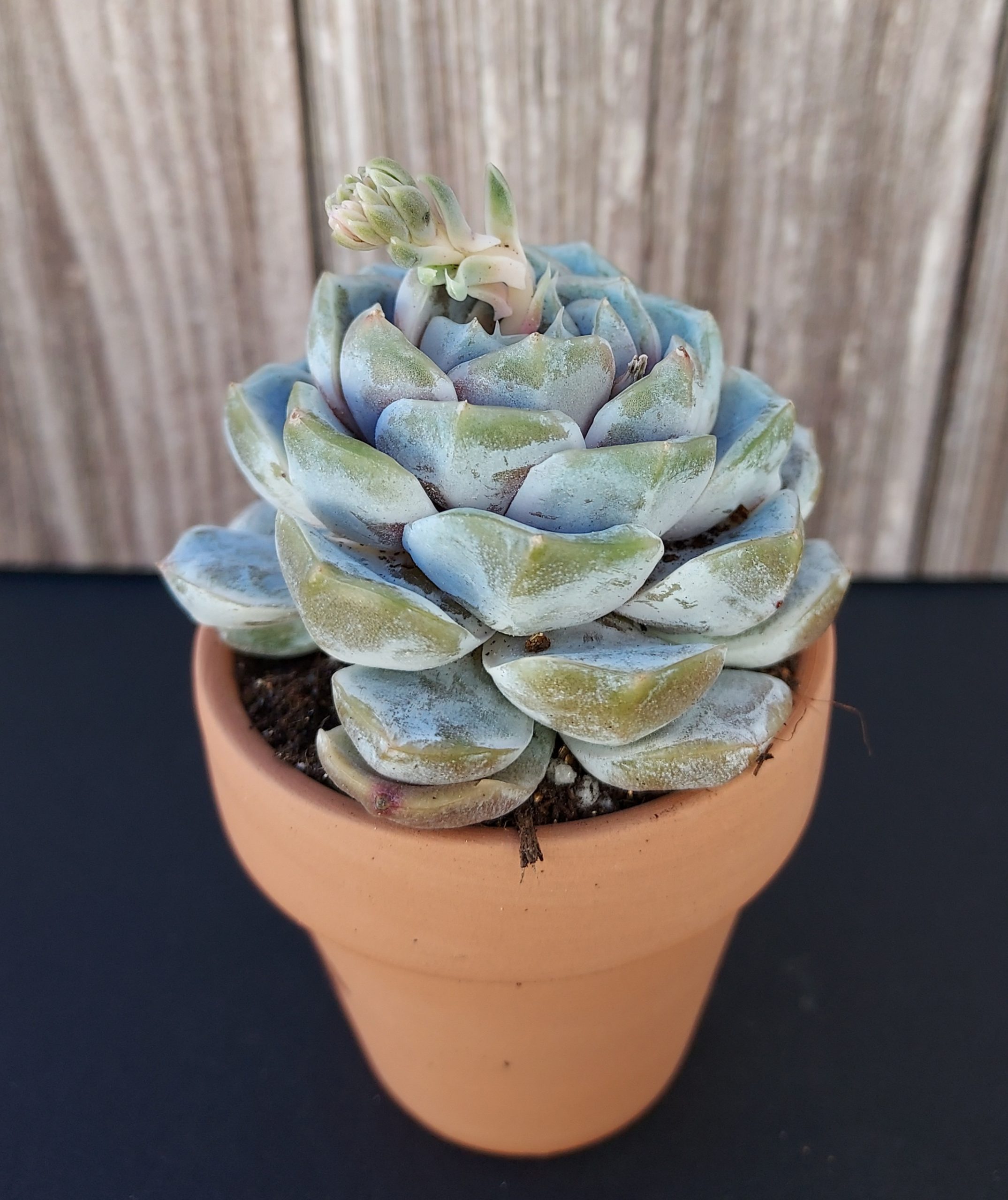 Echeveria 'Snow Bunny' rosette 6cm