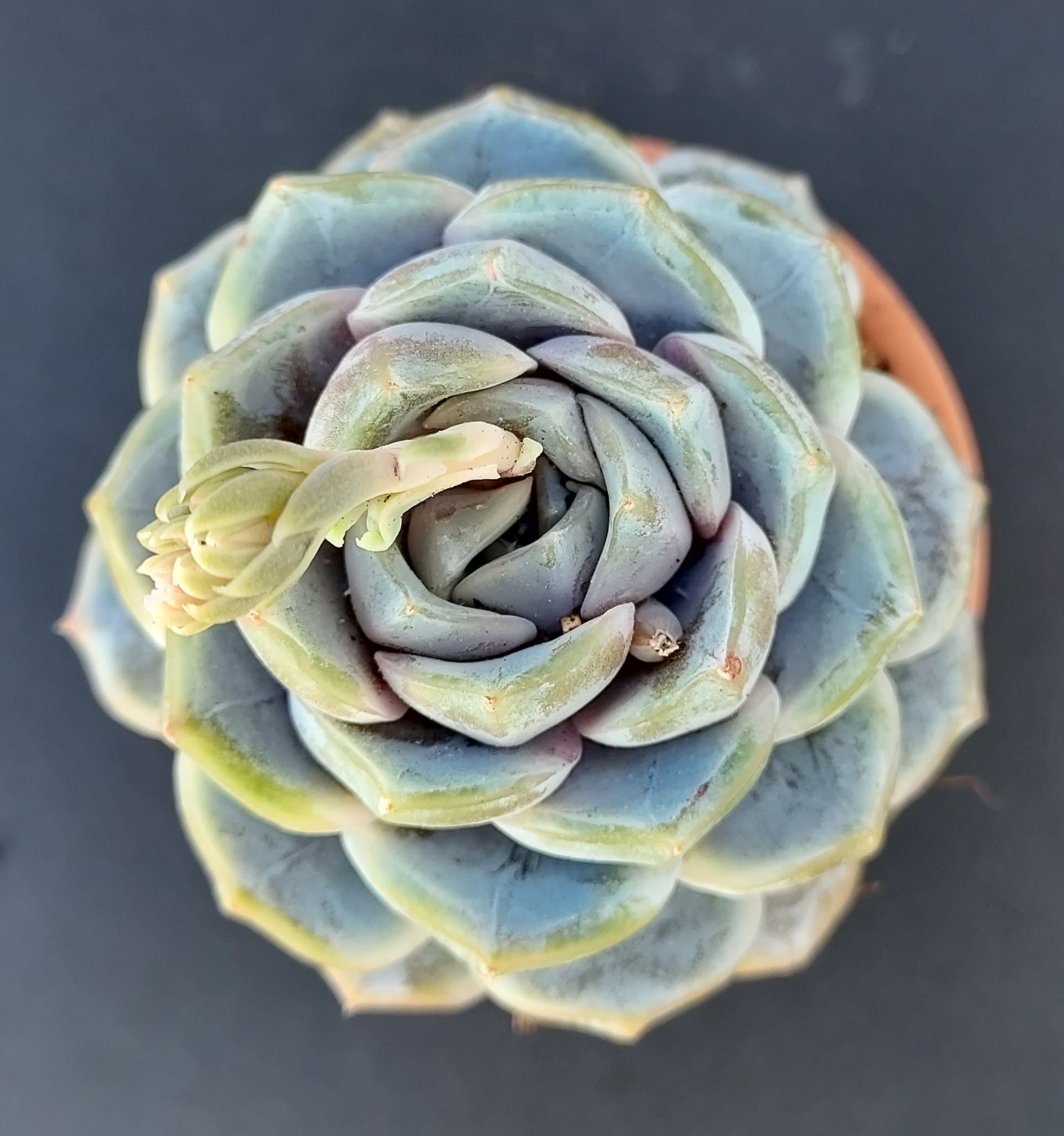 Echeveria 'Snow Bunny' rosette 6cm – Image 2