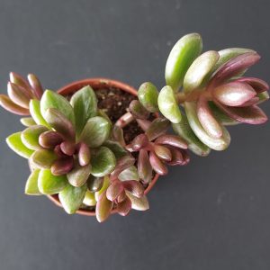 Lenopetalum 'Chocolate Variegata' pot 5.5cm