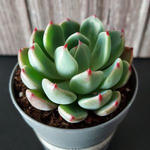 Echeveria 'Early Sunrise' pot 5.5cm