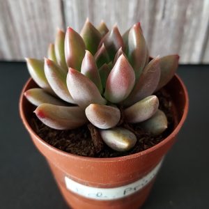 Echeveria 'Princess' pot 5.5cm