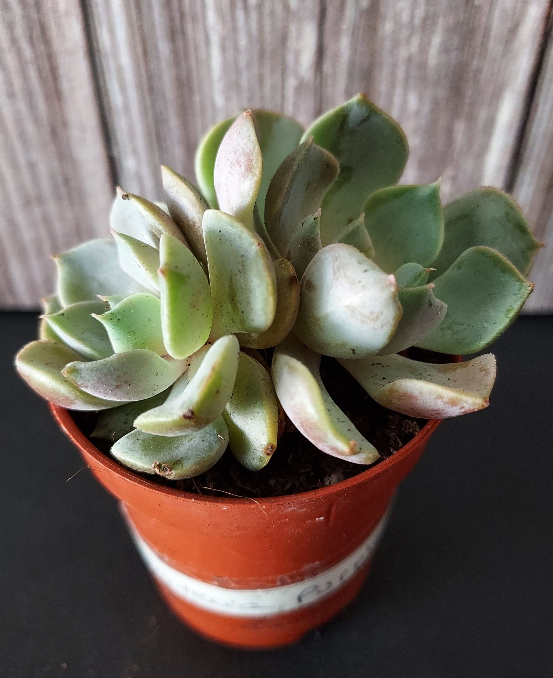 Echeveria 'Purple' pot 5.5cm – Image 2
