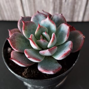Echeveria 'Azulita' pot 5.5cm
