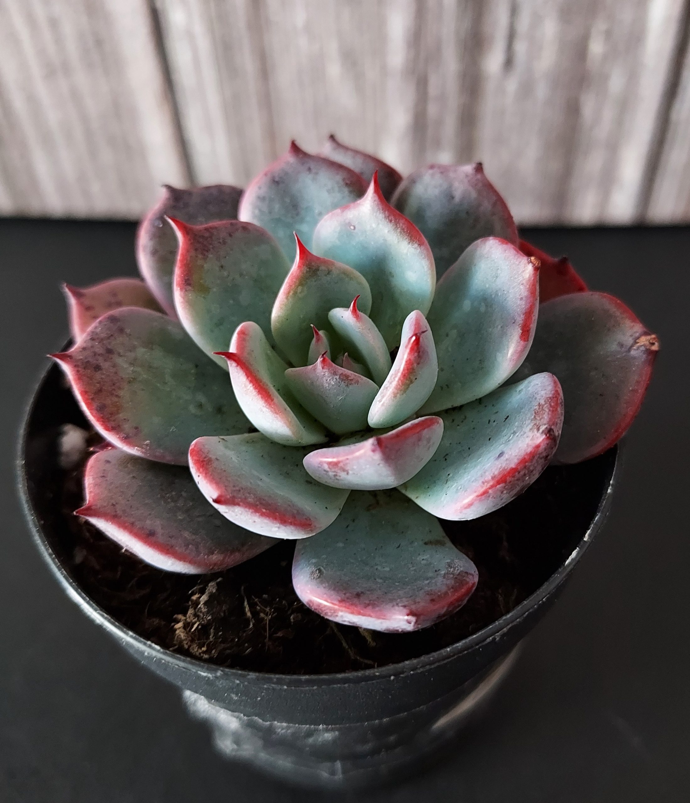 Echeveria 'Azulita' pot 5.5cm