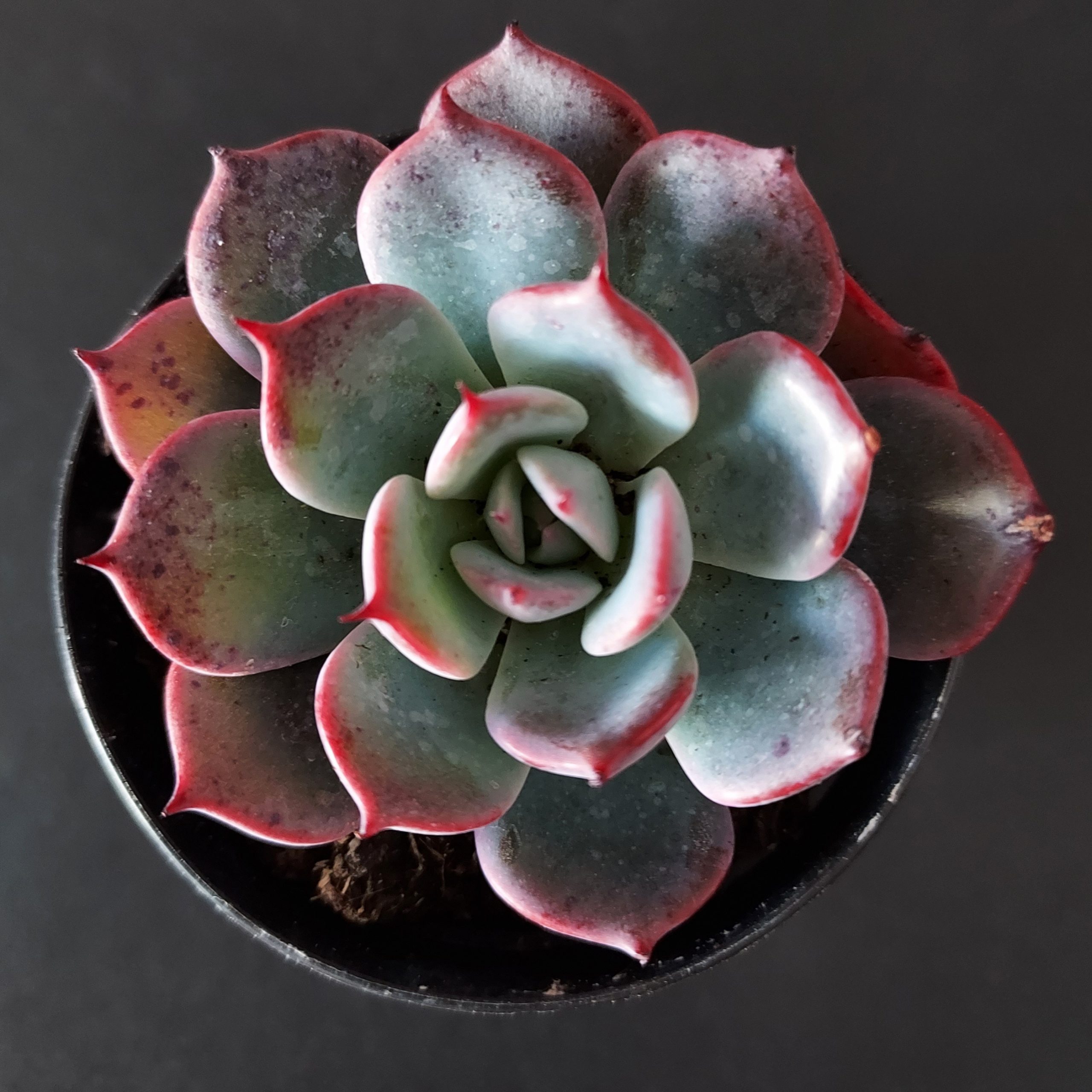 Echeveria 'Azulita' pot 5.5cm – Image 2