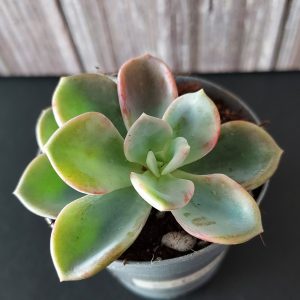 Echeveria 'Orpet' pot 5.5cm