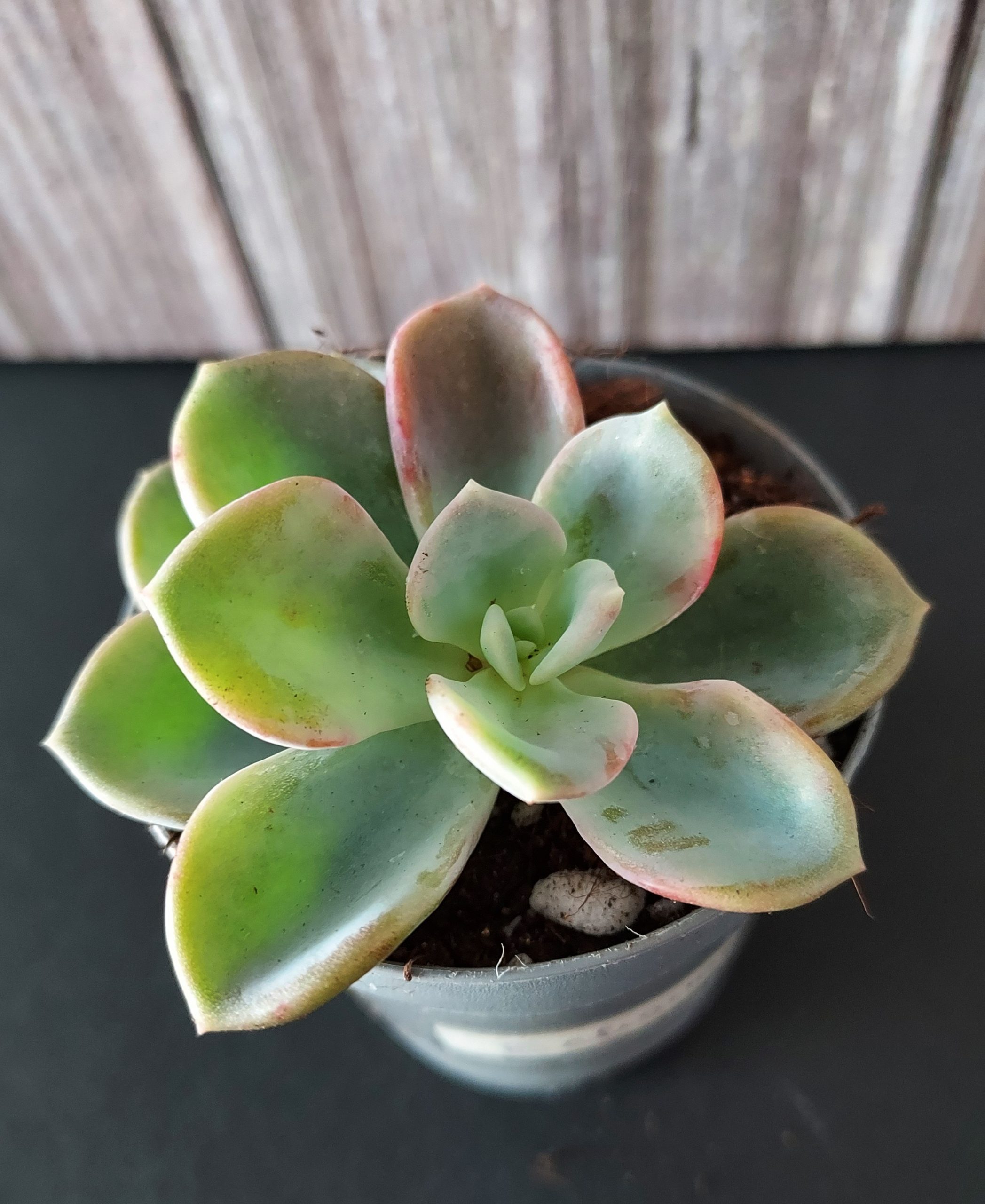 Echeveria 'Orpet' pot 5.5cm