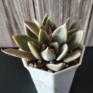 Echeveria 'Silver Queen' pot 7.5cm