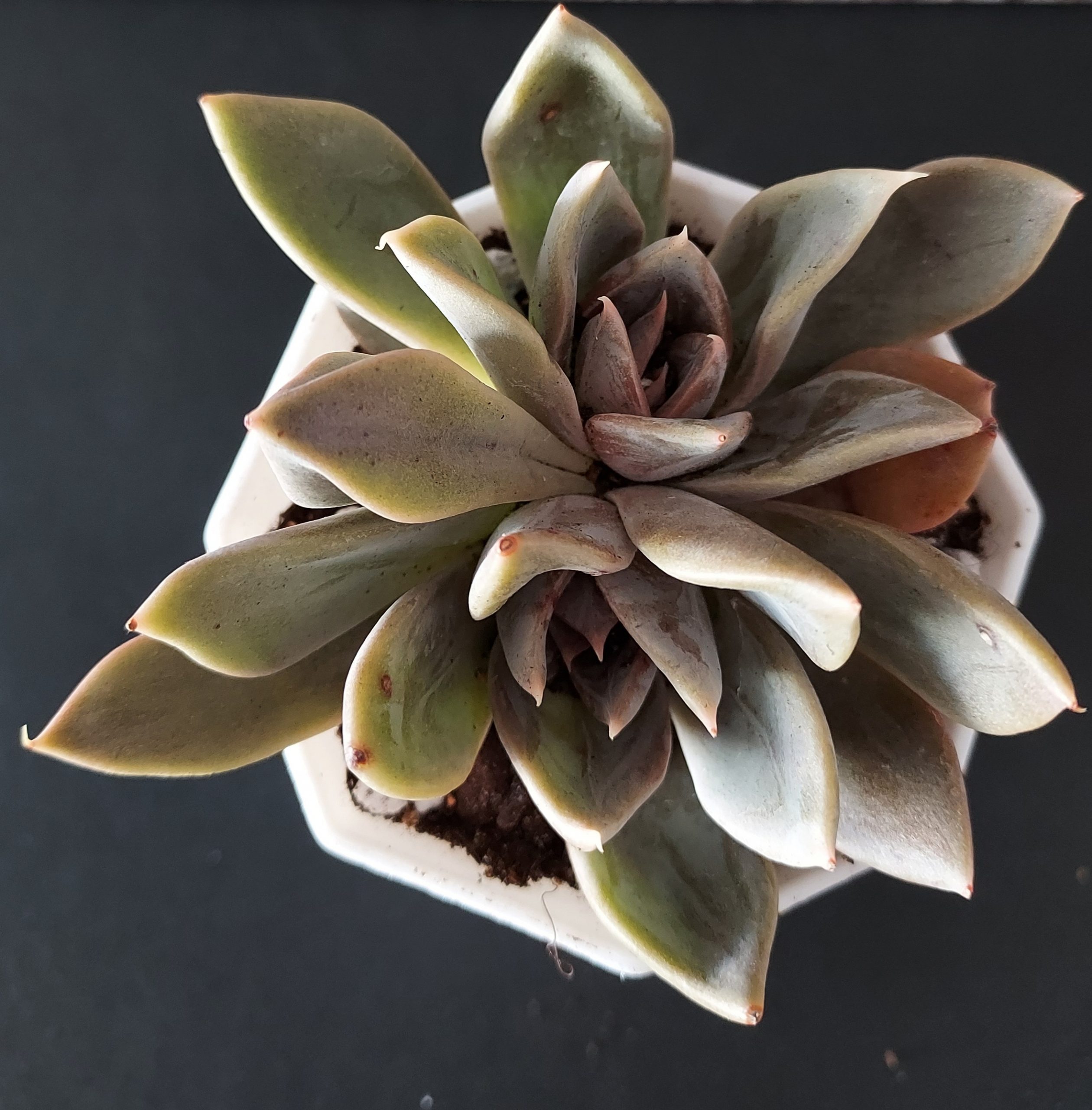 Echeveria 'Silver Queen' pot 7.5cm – Image 2