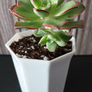 Aeonium haworthii 'Dream Color' pot 5.5cm