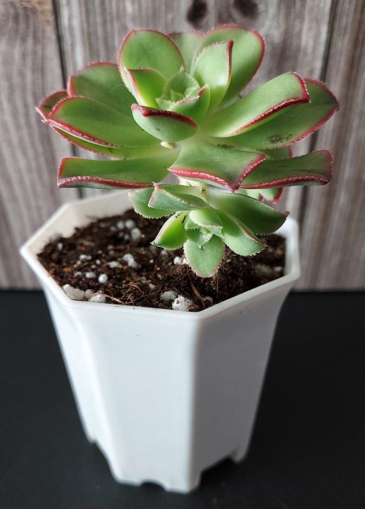 Aeonium haworthii 'Dream Color' pot 5.5cm