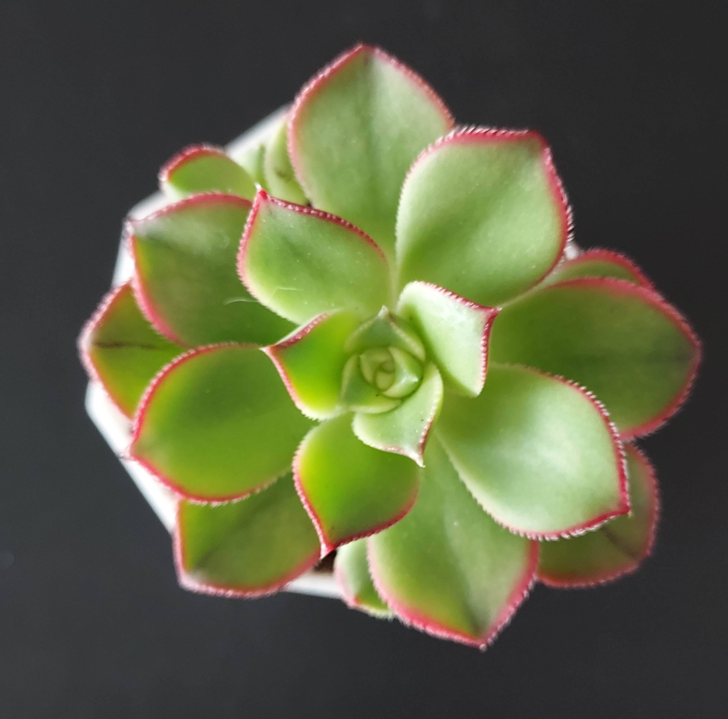 Aeonium haworthii 'Dream Color' pot 5.5cm – Image 2