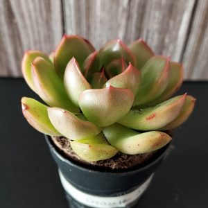 Echeveria 'Orange ice' pot 5.5cm