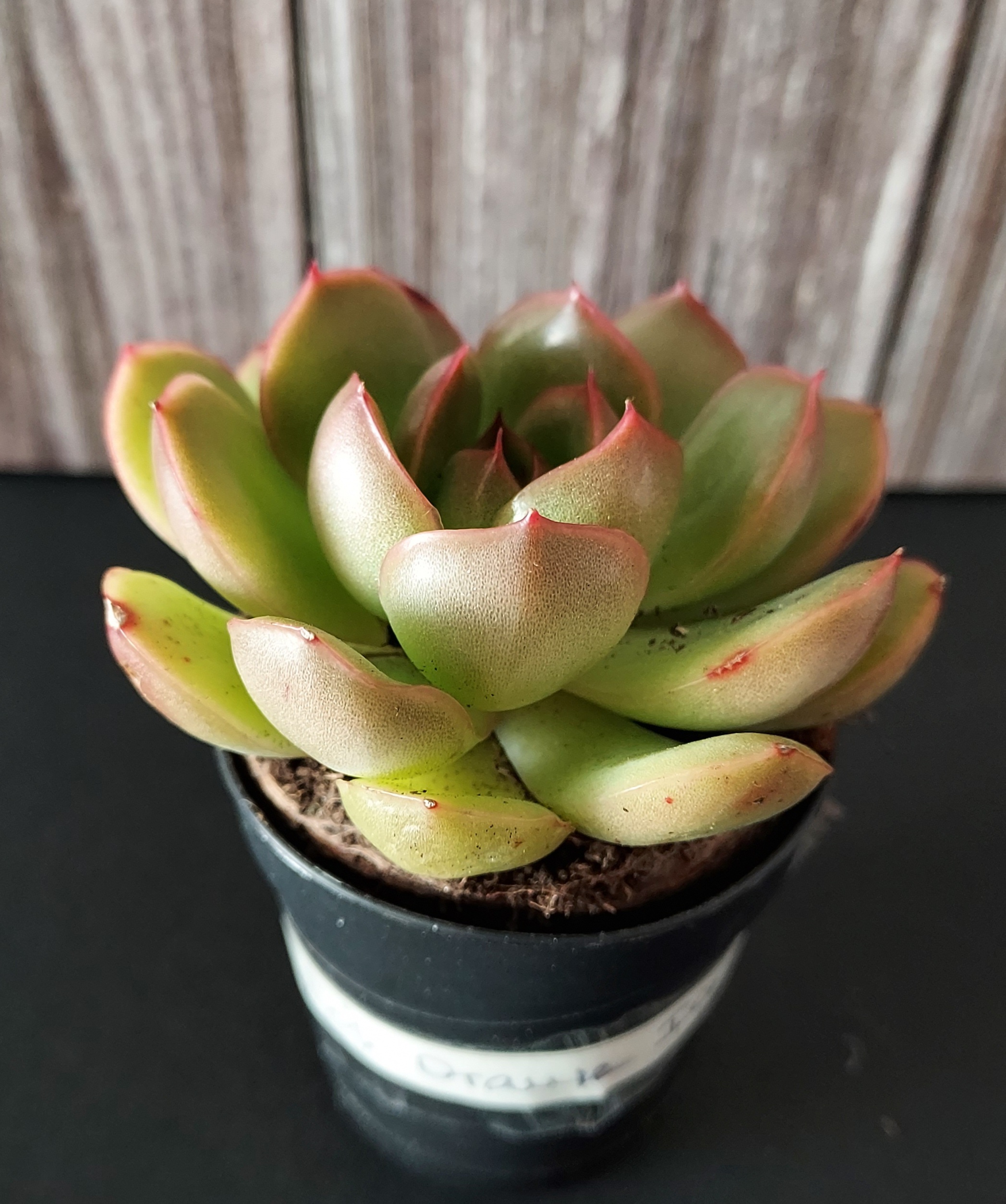Echeveria 'Orange ice' pot 5.5cm