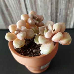 Graptopetalum mendozae pot 5.5cm