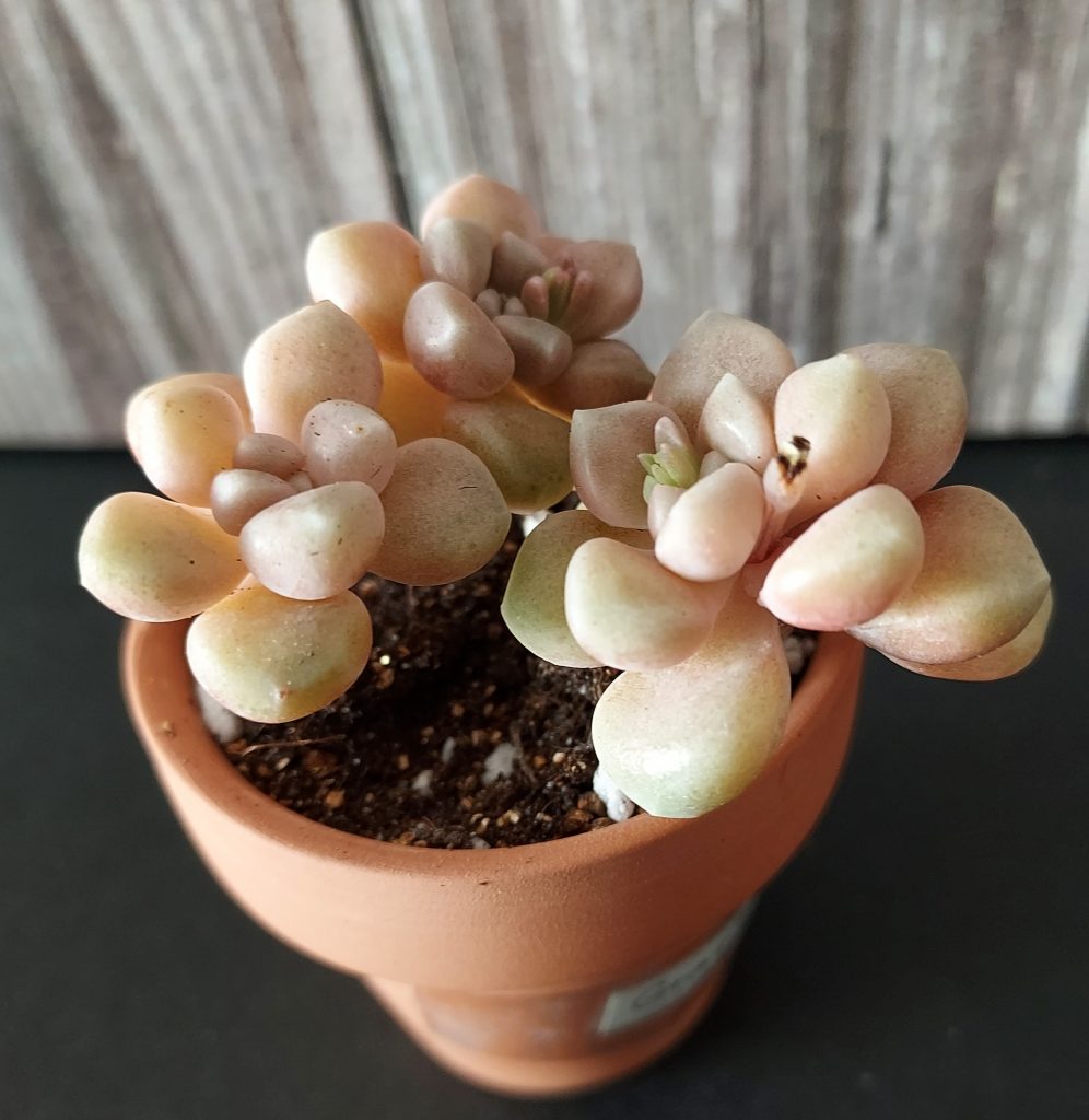 Graptopetalum mendozae pot 5.5cm