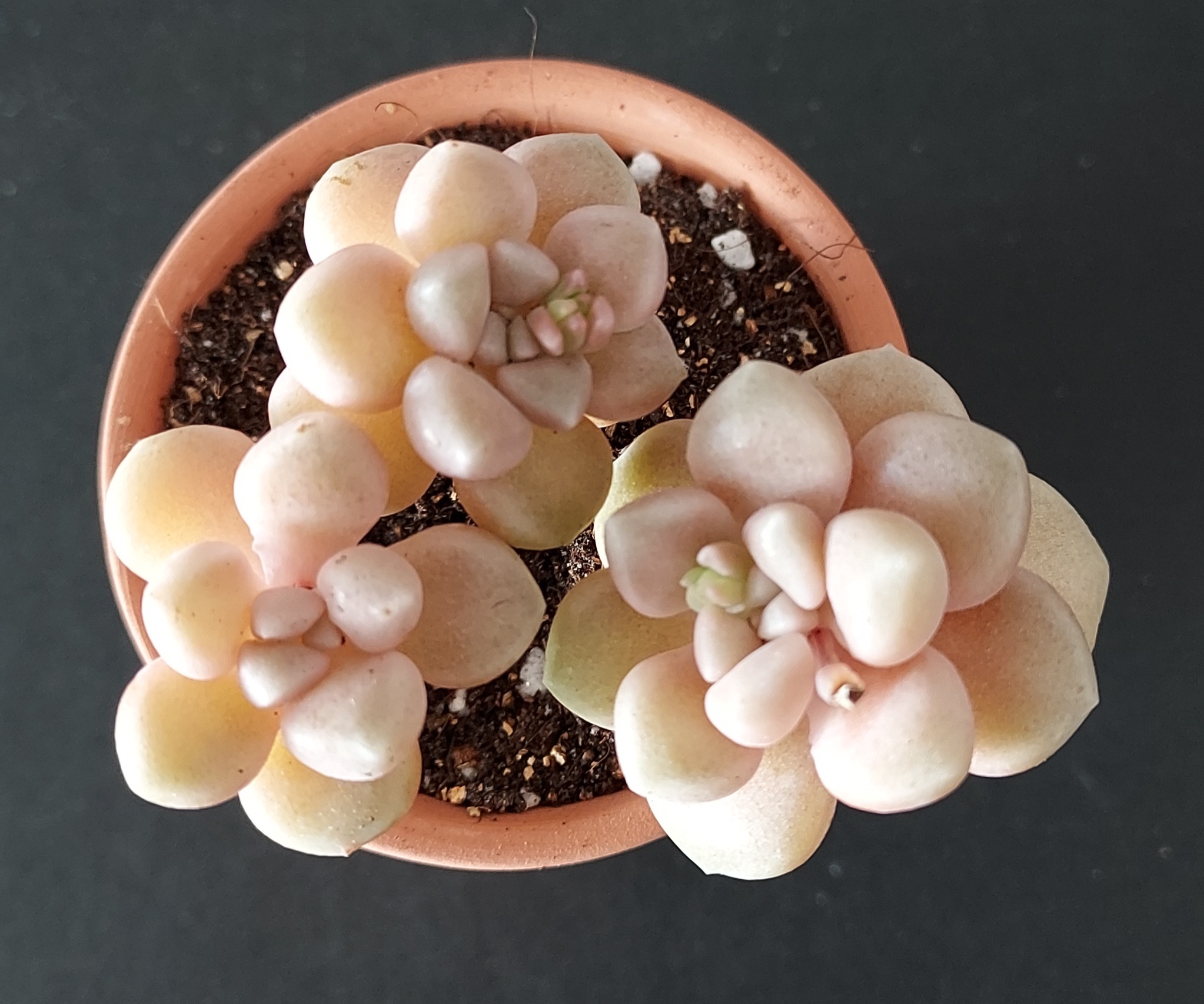 Graptopetalum mendozae pot 5.5cm – Image 2