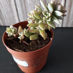 Graptopetalum 'Pink Granite' pot 5.5cm