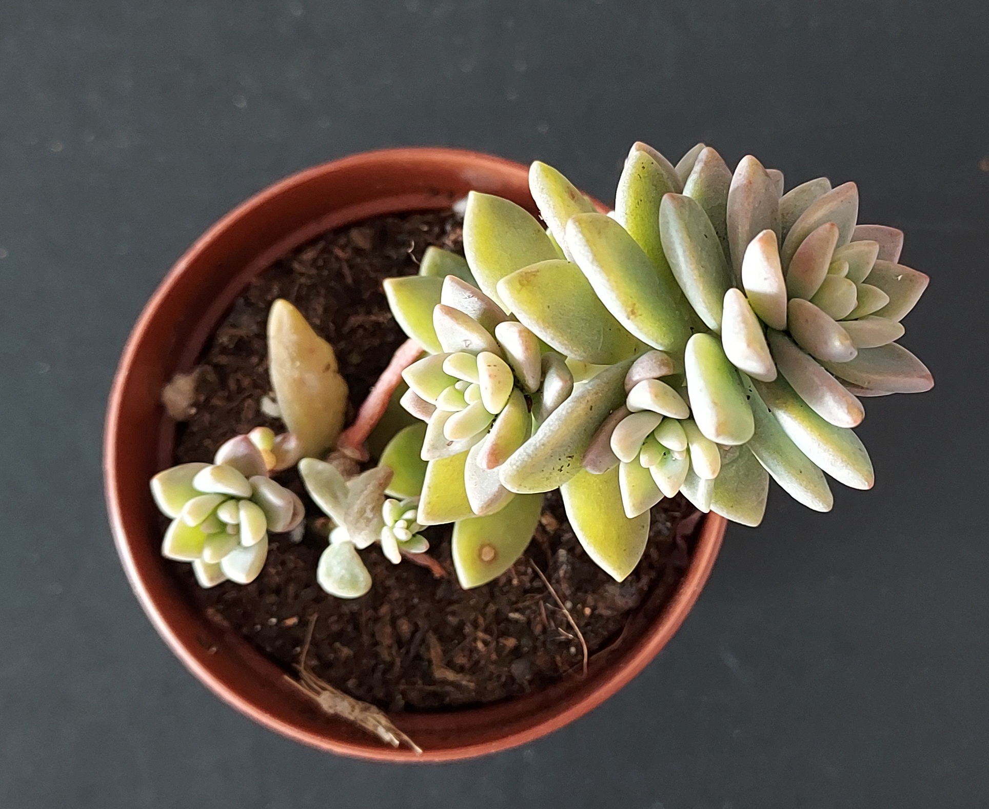 Graptopetalum 'Pink Granite' pot 5.5cm – Image 2
