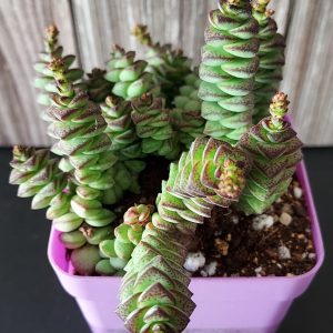 Crassula 'Rupestris Marnieriana' pot 6.5cm